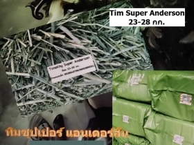 Super Anderson/USA  ทิโมธีคัท1